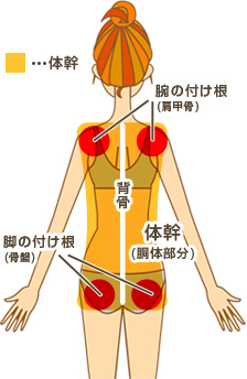 体幹のくびれ